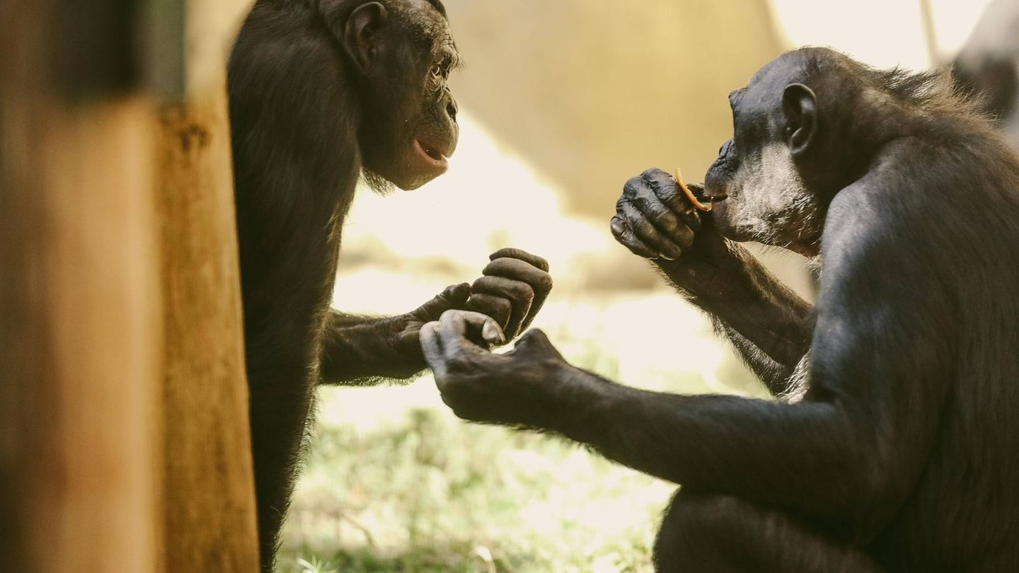 Valentinstag Bonobos übergeben sich Futter