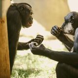 Valentinstag Bonobos übergeben sich Futter