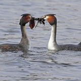 Valentinstag Haubentaucher