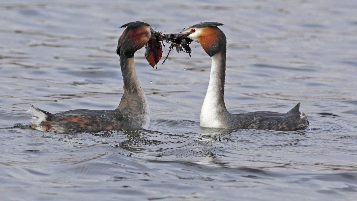 Valentinstag Haubentaucher