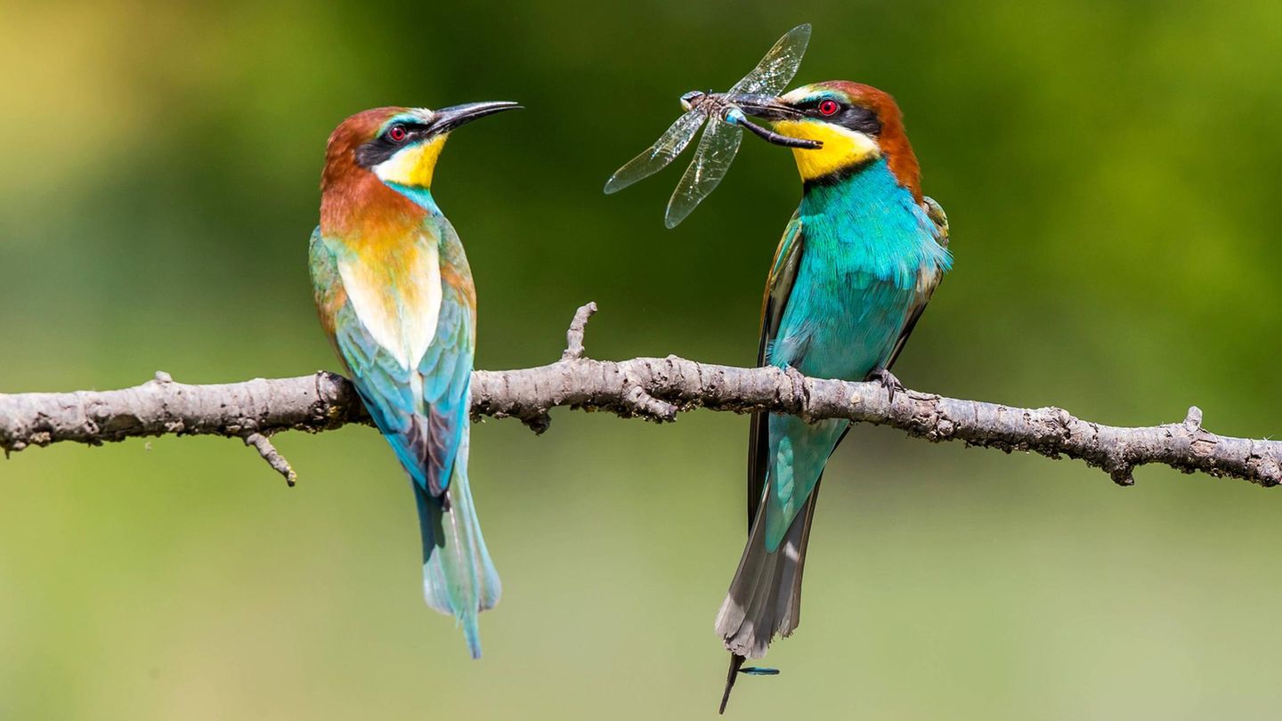 Valentinstag Bienenfresser