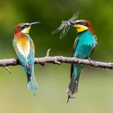 Valentinstag Bienenfresser