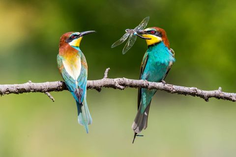 Valentinstag Bienenfresser