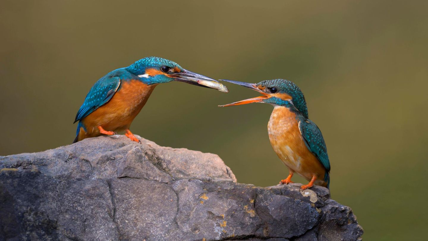 Vatentinstag Eisvogel übergibt Fisch