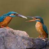 Vatentinstag Eisvogel übergibt Fisch