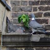 Vatentinstag Taube zeigt Zweig