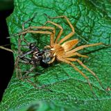 Valentinstag zwei Spinnen auf einem Blatt