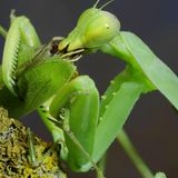 Valentinstag weibliche Gottesanbeterin frisst Männchen