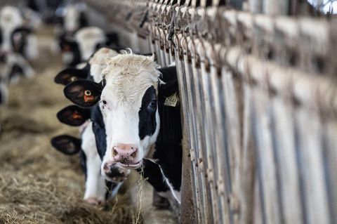 Die Vogelgrippe hat viele Kühe in den USA infiziert