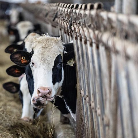 Die Vogelgrippe hat viele Kühe in den USA infiziert