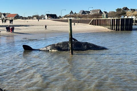 Toter Pottwal auf Sylt