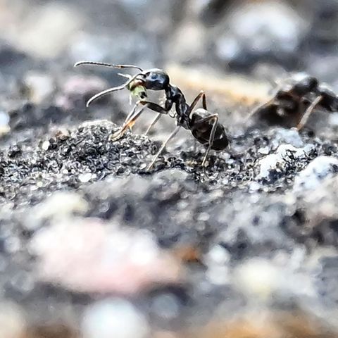 Die Große Drüsenameiese (Tapinoma magnum)