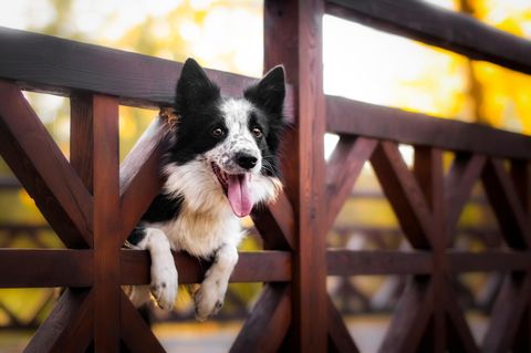 Rastlosigkeit: Border Collies sind aktive Wesen