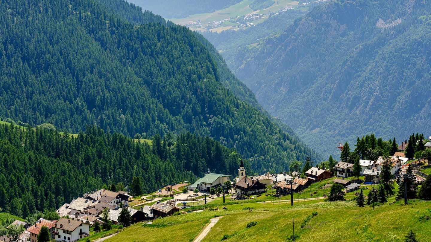 Chamois