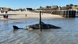 Ein etwas mehr als 14 Meter langer Pottwal treibt am Sonntag vor Hörnum auf Sylt im Meer
