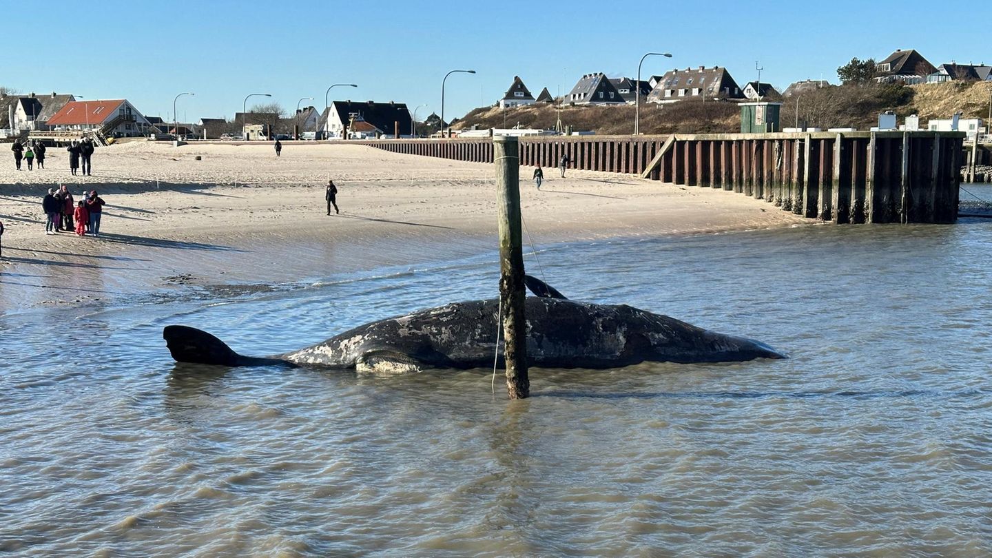 Ein etwas mehr als 14 Meter langer Pottwal treibt am Sonntag vor Hörnum auf Sylt im Meer Ein etwas mehr als 14 Meter langer Pottwal treibt am Sonntag vor Hörnum auf Sylt im Meer