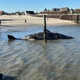 Ein etwas mehr als 14 Meter langer Pottwal treibt am Sonntag vor Hörnum auf Sylt im Meer