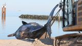 Der tote Pottwalbulle wird auf Sylt an Land geschleppt