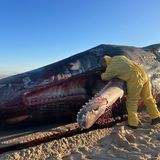 Das Maul des toten Pottwals auf Sylt