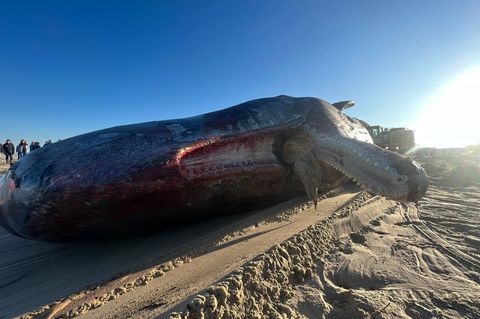 Der tote Pottwal auf Sylt im Gegenlicht am Strand