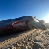 Der tote Pottwal auf Sylt im Gegenlicht am Strand