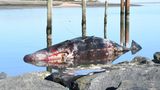 Der tote und etwas blutige Pottwal liegt auf Sylt im seichten Wasser