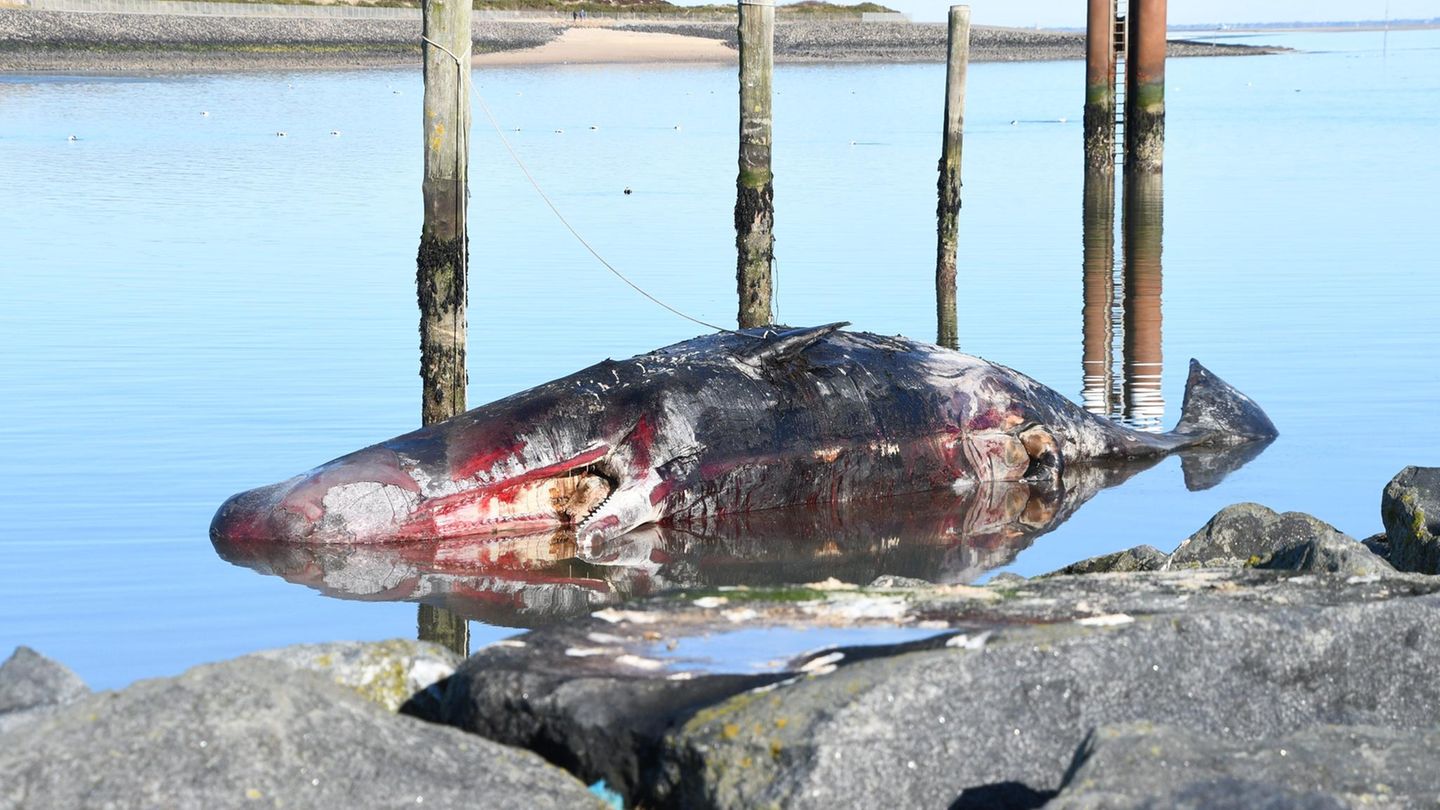Der tote und etwas blutige Pottwal liegt auf Sylt im seichten Wasser