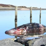 Der tote und etwas blutige Pottwal liegt auf Sylt im seichten Wasser