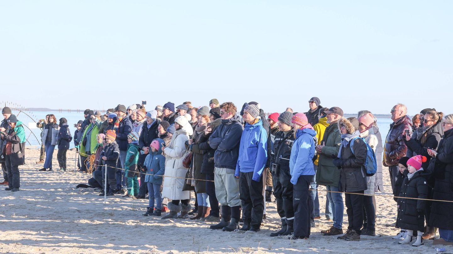 Eine Menschenmenge betrachtet den toten Pottwal auf Sylt Eine Menschenmenge betrachtet den toten Pottwal auf Sylt