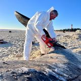 Ein Mann zerlegt mit einer Kettensäge den toten Pottwal auf Sylt