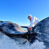 Ein Mann im weißen Schutzanzug arbeitet am toten Pottwal auf Sylt