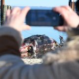 Jemand macht mit einem Handy ein Foto vom toten Pottwal auf Sylt