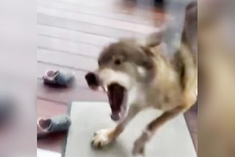 Ein Wolf sorgt in Mönchengladbach nicht nur für viel Trubel, sondern auch für besondere Aufnahmen. Scheinbar direkt in das Wohnzimmer blickend fletscht er bedrohlich die Zähne.