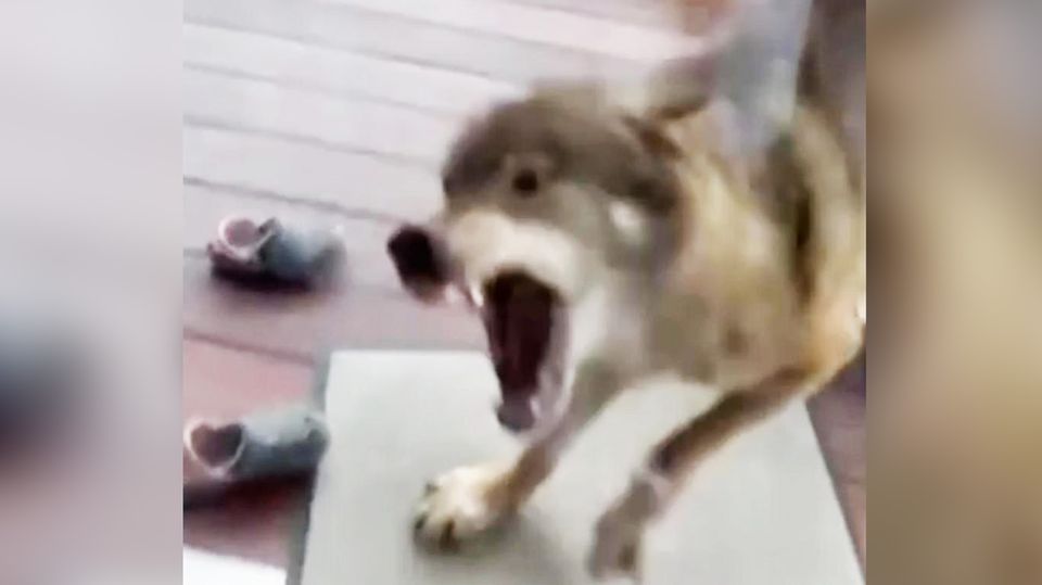 Wolf in NRW-Wohngebiet: Erkundet Familien-Terrasse und will angreifen Ein Wolf sorgt in Mönchengladbach nicht nur für viel Trubel, sondern auch für besondere Aufnahmen. Scheinbar direkt in das Wohnzimmer blickend fletscht er bedrohlich die Zähne.