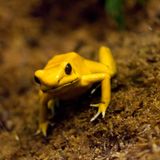 Gift: Batrachtotoxin des "Schrecklichen Pfeilgiftfroschs"