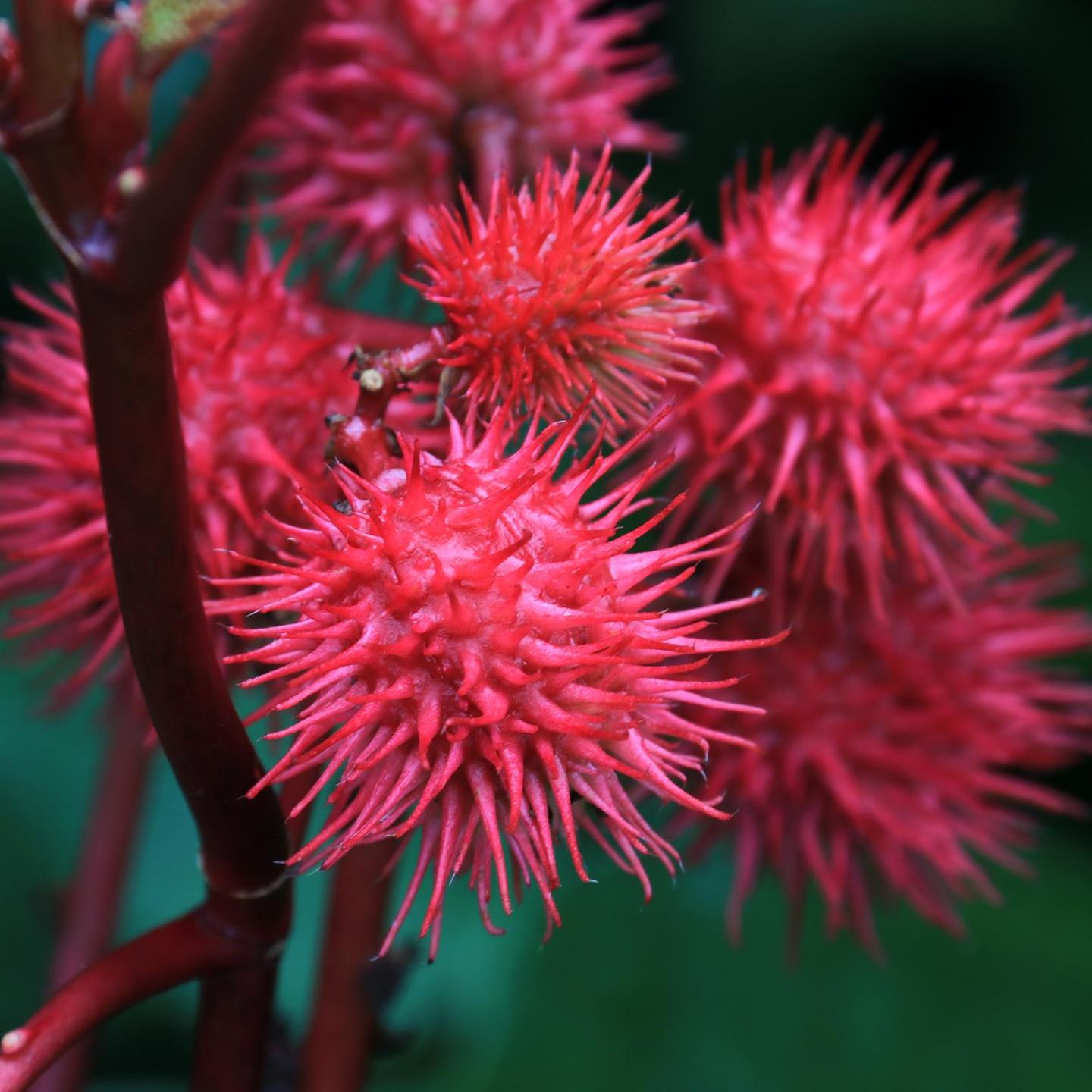 Gift: Rizin aus den Samen der abgebildeten Rizinuspflanze