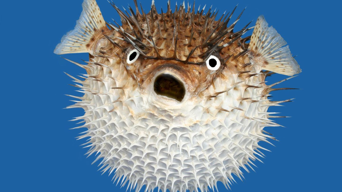 Gift: Auch im Kugelfisch ist Tetrodotoxin