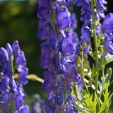 Gift: Blauer Eisenhut