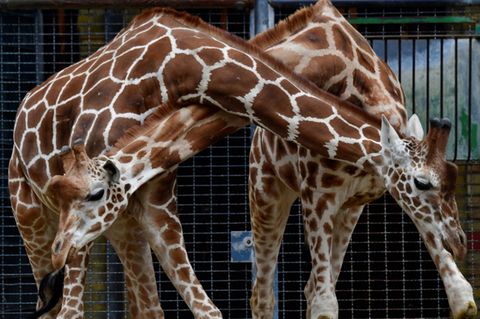 Giraffen im Berliner Zoo am 14.03.2017.