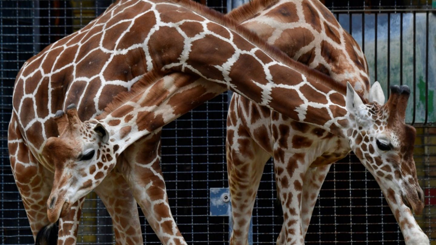 Giraffen im Berliner Zoo am 14.03.2017.