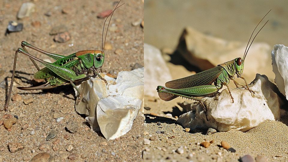 Künstliche Intelligenz: zwei Bilder einer Heuschrecke  Künstliche Intelligenz: zwei Bilder einer Heuschrecke