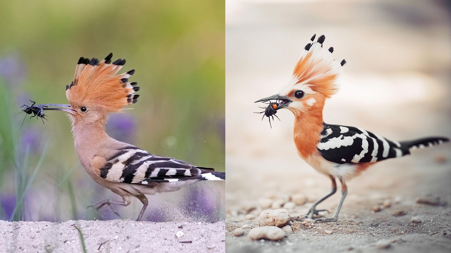 Künstliche Intelligenz: Bilder vom Wiedehopf Künstliche Intelligenz: Bilder vom Wiedehopf