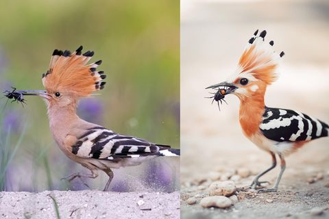 Künstliche Intelligenz: Bilder vom Wiedehopf