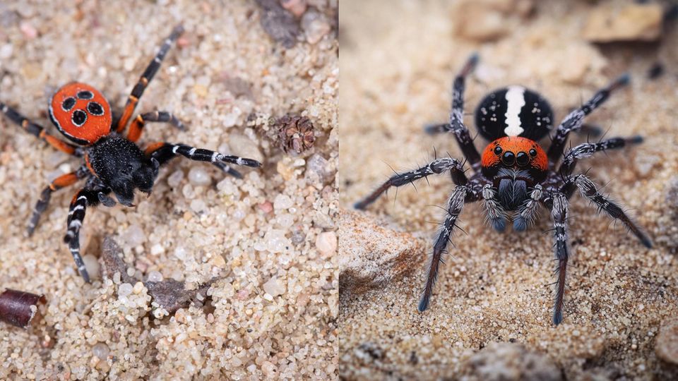 Künstliche Intelligenz zwei Bilder einer Spinne Künstliche Intelligenz zwei Bilder einer Spinne