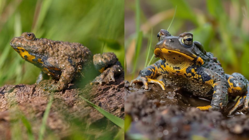  zwei Bilder einer Gelbbauchunke