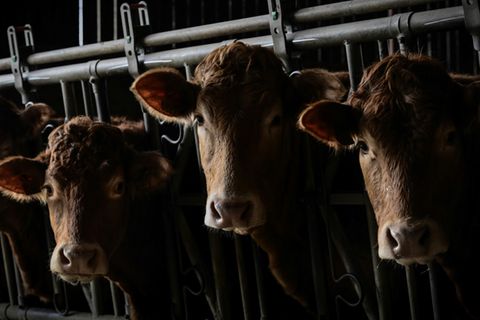 Limousin-Kühe im französischen Dienne