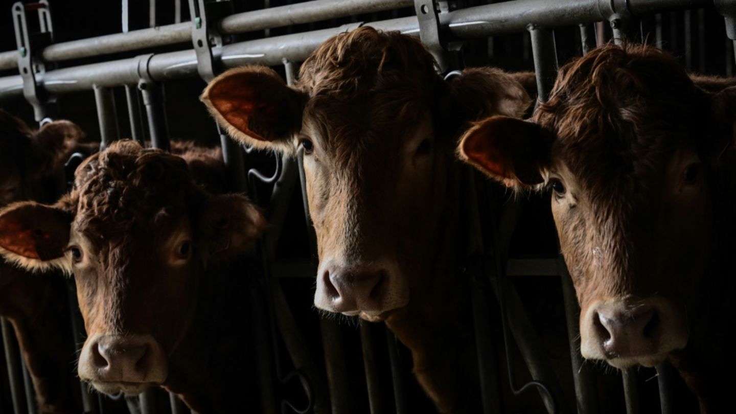 Limousin-Kühe im französischen Dienne