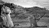 Hollywood hautnah: Ein Gepard wird gefilmt