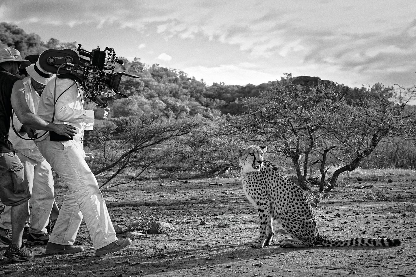 Hollywood hautnah: Ein Gepard wird gefilmt