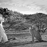 Hollywood hautnah: Ein Gepard wird gefilmt